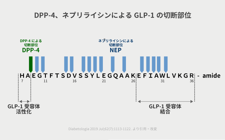 DPP-4、ネプリライシンによるGLP-1の切断部位＠糖キング第43話 降圧薬のBeyond　野見山崇