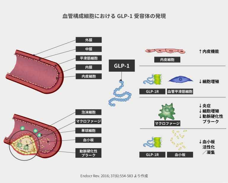糖キング第50話 GLP-1受容体作動薬のセレクト「血管構成細胞におけるGLP-1受容体の発現」　野見山崇