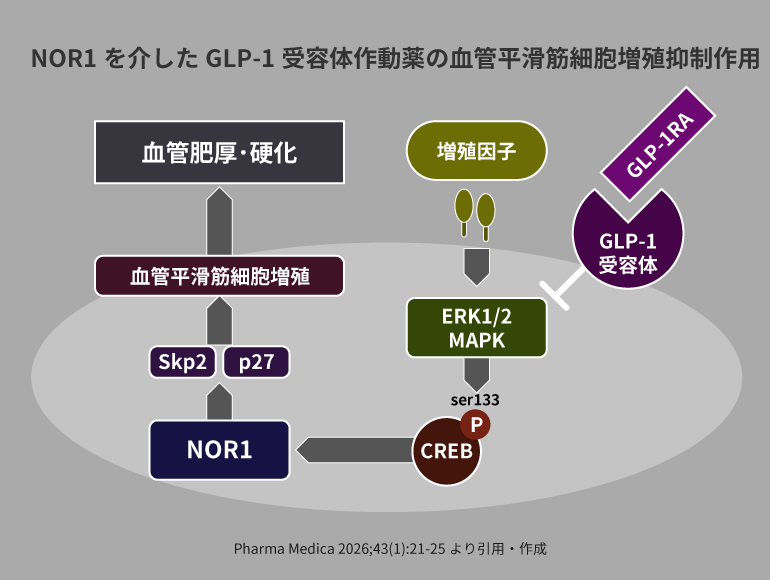 糖キング第61話「GLP-1RA vs. SGLT2Iどっちが血管保護してる?」:NOR1を介したGLP-1受容体作動薬の血管平滑筋細胞増殖抑制作用 (Pharma Medica 2026;43(1):21-25より引用) 野見山崇