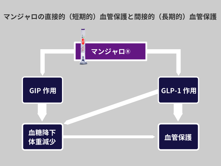 糖キング第63話「SURPASS-CVOTの結果を深読みする」：マンジャロの直接的（短期的）血管保護と間接的（長期的）血管保護　野見山崇